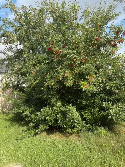 FREE TREE GETS SMALL CHERRY SIZE APPLE., View more