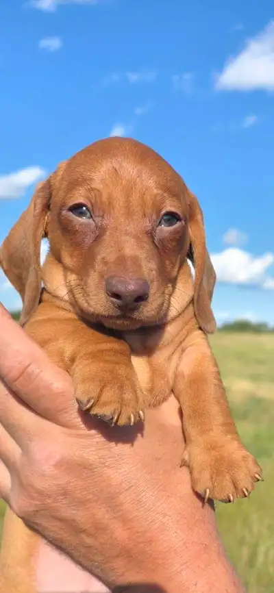 dachshund puppies, View more