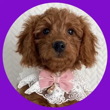 Mini-GoldenDoodle F1 Puppies, View more