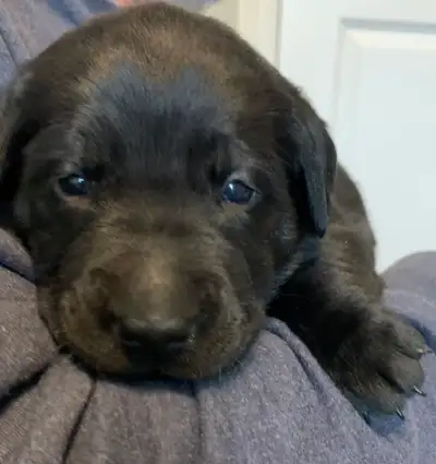  Purebred Labrador puppies for sale , View more