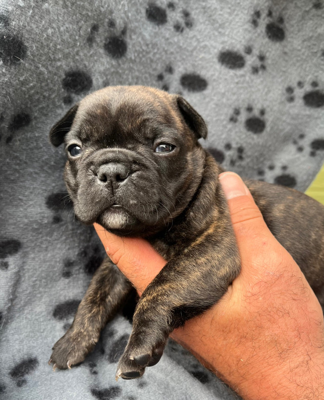Bouledogue français/Boston Terrier( Frenchton) Chiens et chiots à adopter Saguenay Kijiji