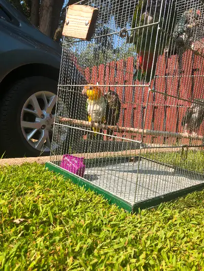 Young caique very tame give kiss dancing,playful sociabilize, View more
