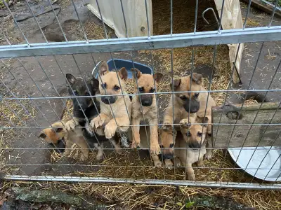 German Shepherd Puppies, View more