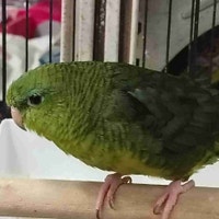 baby green lineolated parakeet  Kawartha Lakes Peterborough Area Preview