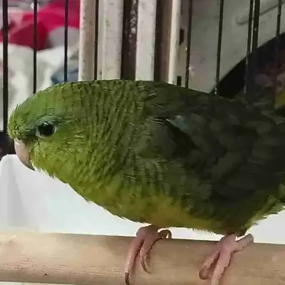 baby green lineolated parakeet , View more
