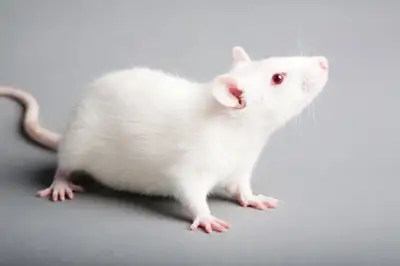 Pet Mice available with white, black, brown to choose. $15 each. Male and Female, for pet only. Text...