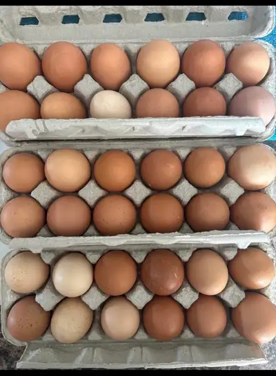 EGGS FOR SALE, View more