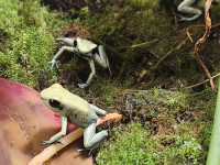 Dart frogs - Phyllobates terribilis 'mint'