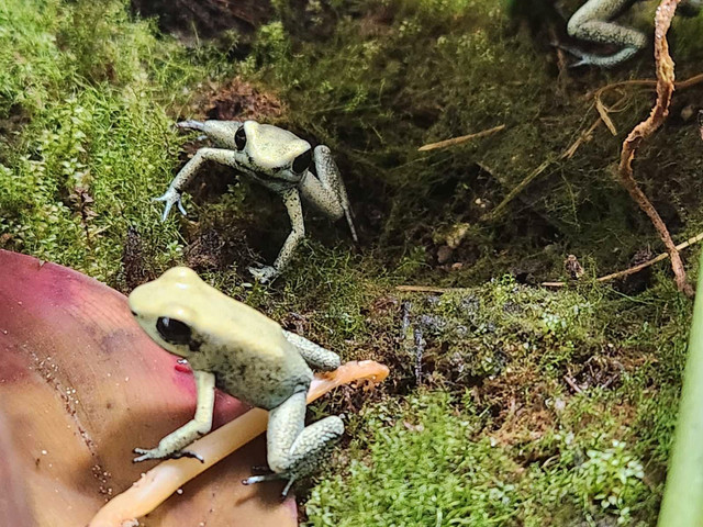 Dart frogs - Phyllobates terribilis 'mint' in Reptiles & Amphibians for Rehoming in Winnipeg