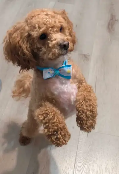 Toy Poodle URGENT!!!!!, View more