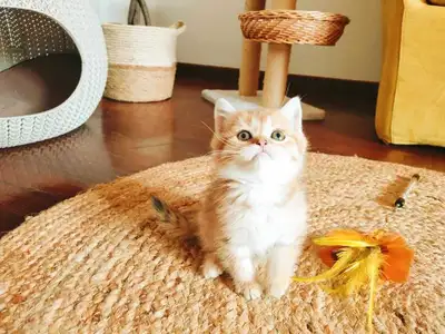 Chatons British shorthair, scottish fold et straight, View more