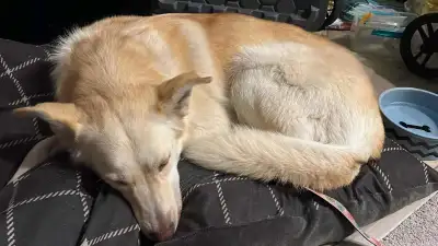 Love on Four Paws: Meet Tequila, View more