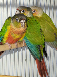 Great price for baby conures