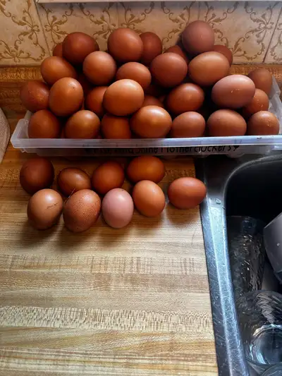 These are fresh free run organic chicken eggs. These chickens are free run, happy and stress-free. T...