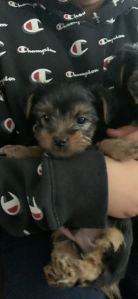 Pure bred Yorkie terrier puppies