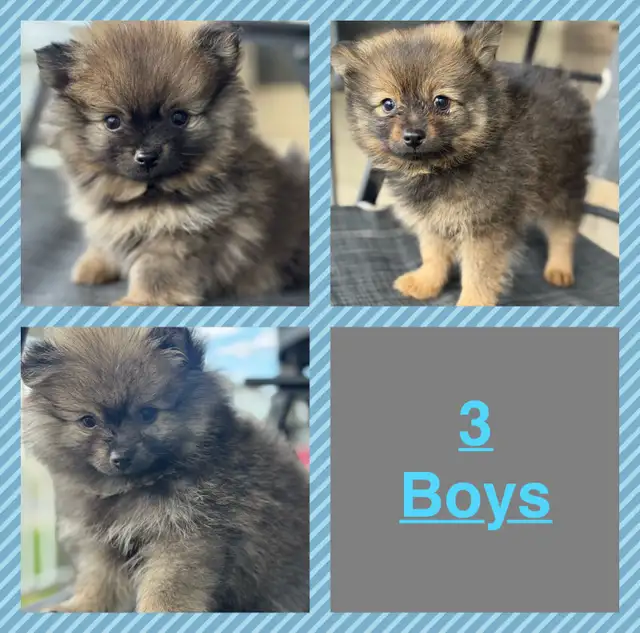 Pomeranian puppies 2boys in Dogs & Puppies for Rehoming in Grande Prairie - Image 2