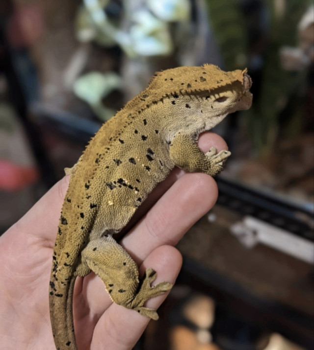 Crested Gecko with Tank in Reptiles & Amphibians for Rehoming in North Bay