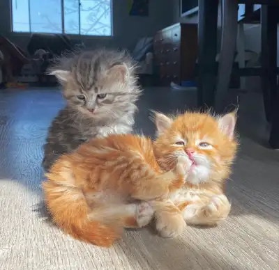 Purebred Hypoallergenic Siberian Kittens, View more