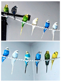 17 Budgies with Cage