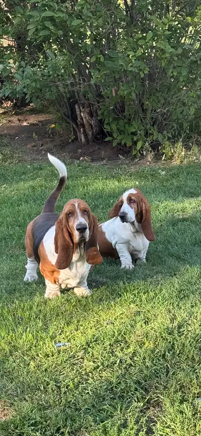 CKC Reg. Basset Hound puppies, View more