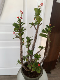 Crown    of    thorns plant for sale!