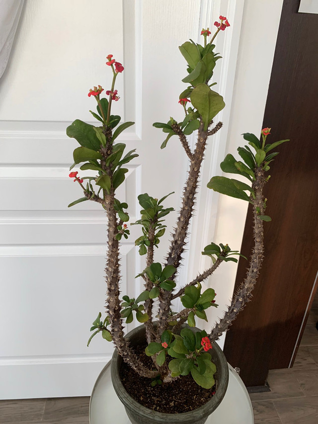 Crown of thorns plant   for  sale! in Plants, Fertilizer & Soil in Mississauga / Peel Region