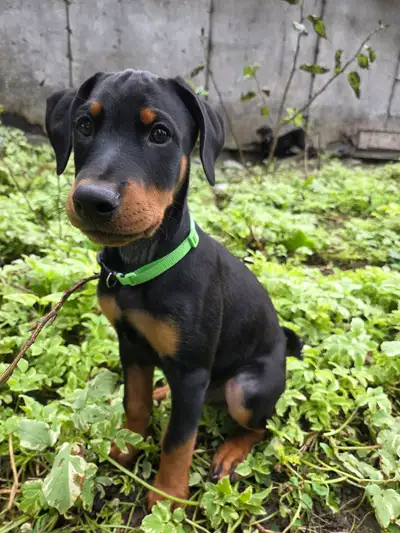 Chiot Doberman x Rottweiler , View more
