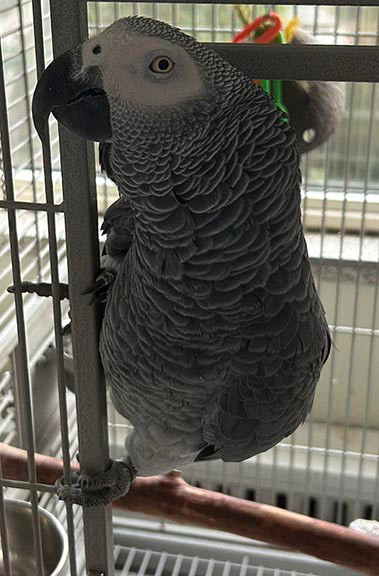 Bird Enthusiast Ready to Provide a Loving Home in Birds for Rehoming in Mississauga / Peel Region - Image 3