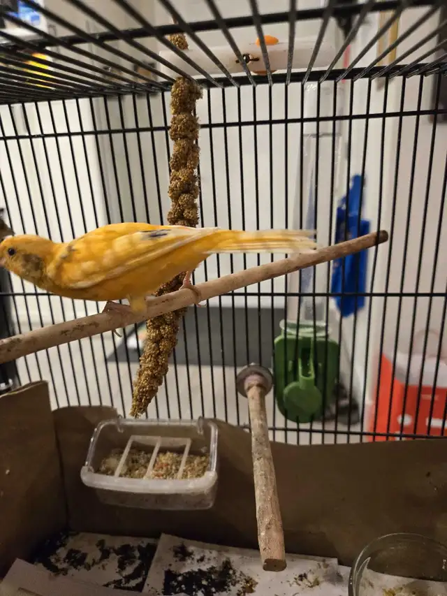 canary birds for sale  in Birds for Rehoming in Tricities/Pitt/Maple - Image 6