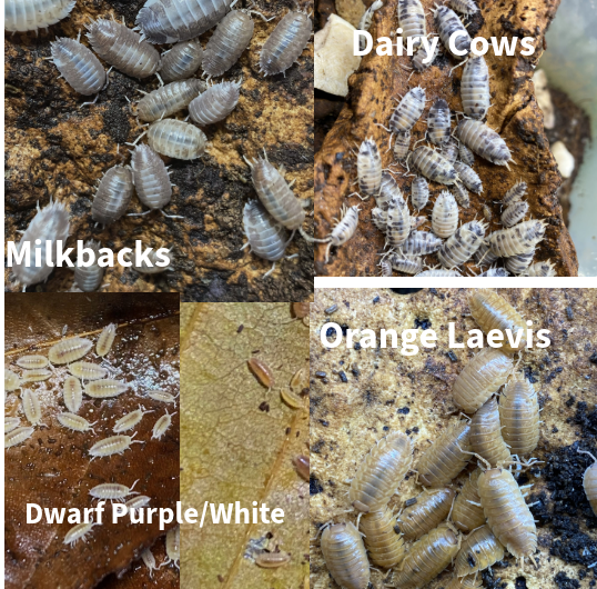 Updated Isopod List - Reduced Prices and New Pods! in Reptiles & Amphibians for Rehoming in Kingston - Image 3