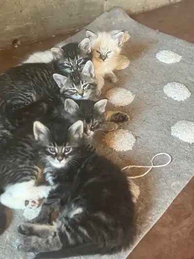 kittens looking for loving home, View more