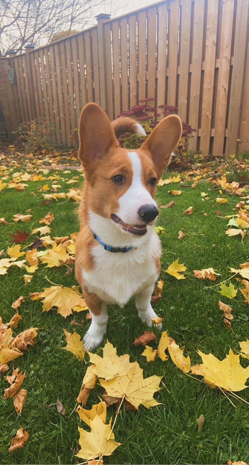 male looking for a new home Dogs & Puppies for Rehoming