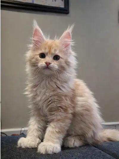 Maine Coon polydactile TICA male Cream Smoke, View more