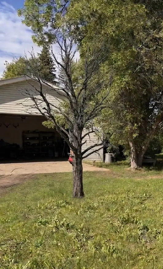 Tree cutting removal509003293189089286