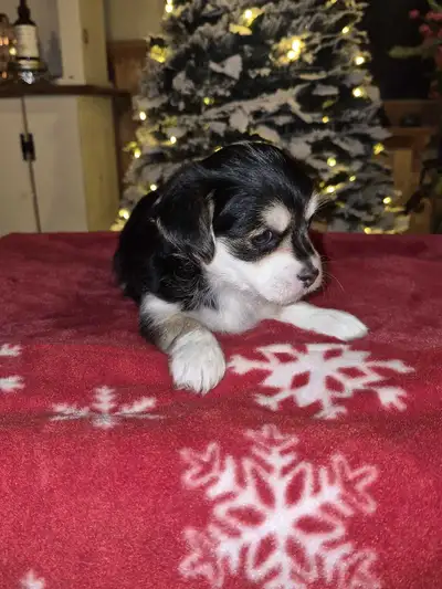 2 Female Morkie Puppies, View more