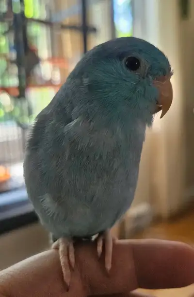 Beautiful Blue Pacific Parrotlet Looking for a Loving Home, View more