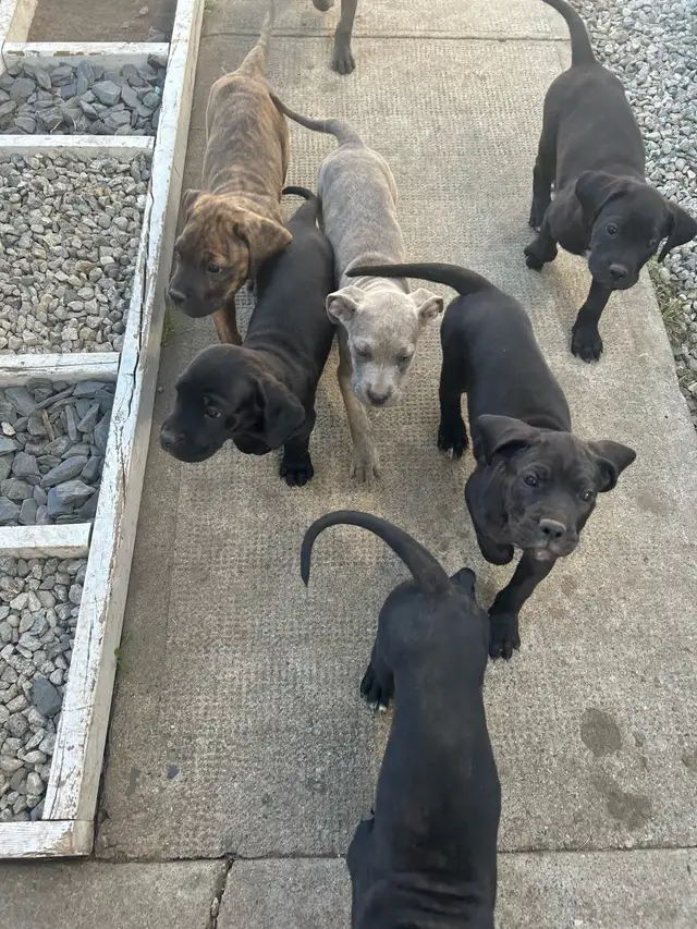 Cane corso/Great Dane puppies ready in 2 weeks with first shots. in Dogs & Puppies for Rehoming in Penticton - Image 5