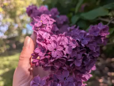 My partner and I are offering gardening services in the Greater Victoria area! Services include: -we...