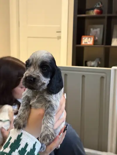 English Cocker Spaniels, View more