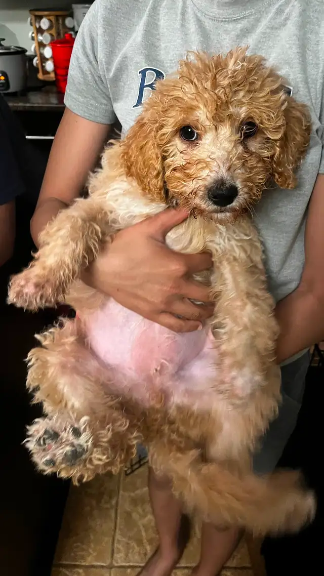 Goldendoodle puppies for sale F2 in Dogs & Puppies for Rehoming in Gatineau - Image 3