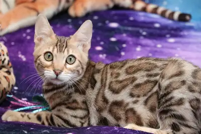 Leopard Look Bengal kittens – brown, silver rosetted - TICA, View more