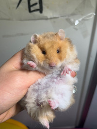 baby Syrian hamsters