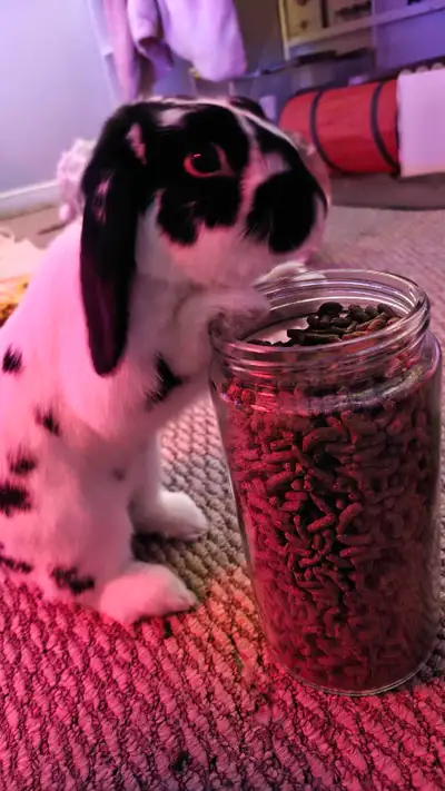 Holland lop/Rex mix baby boy, View more