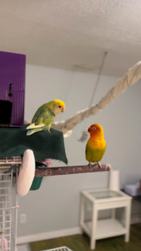 Lovebird pair male and female