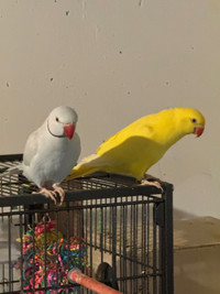 Pair of indian ringneck for 2000