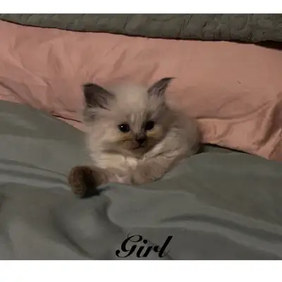 PB Ragdoll kittens ready for their new homes May 11, View more