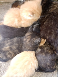 Adorable and friendly kittens on sale