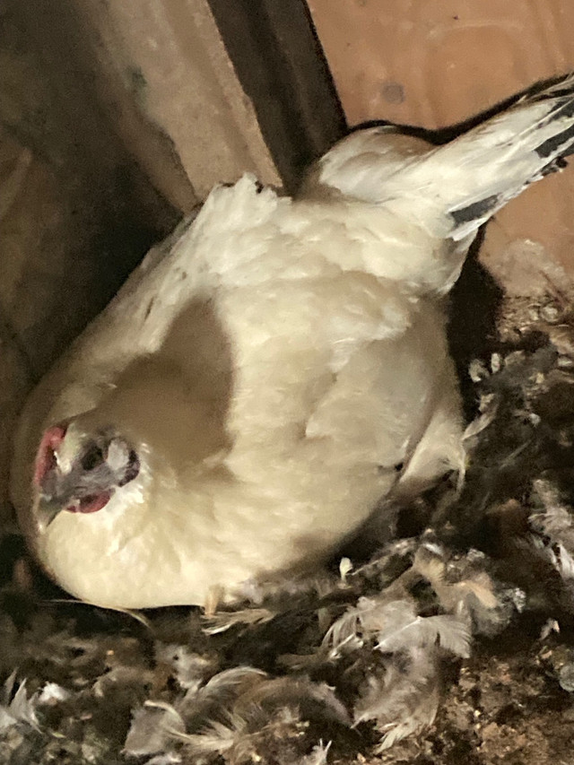 Hens for sale  in Livestock in Vernon