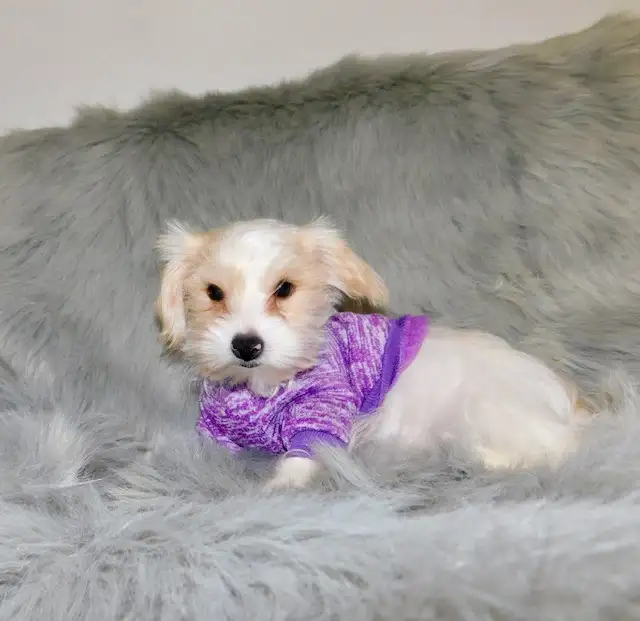 Chiot morkie male in Dogs & Puppies for Rehoming in City of Montréal - Image 5