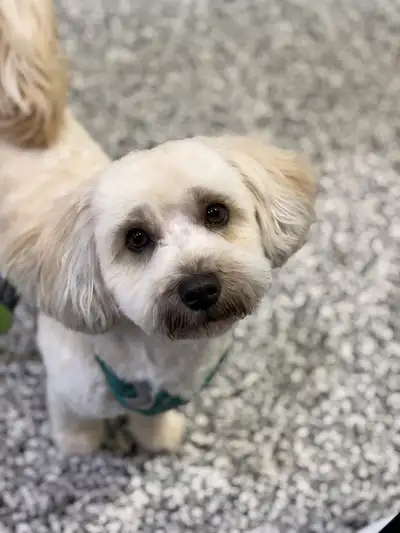 Sweet Havapoo, View more